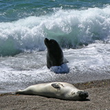 Peninsula Valdes - Elephant seal